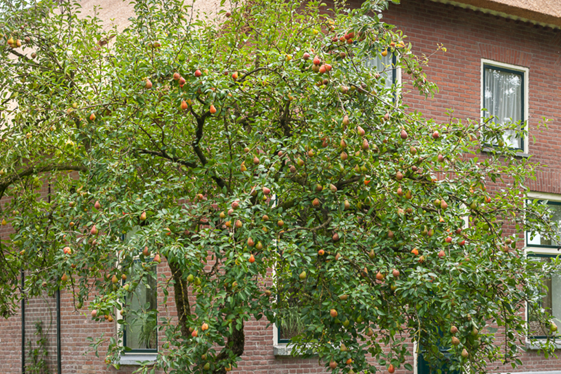 Een grote fruitboom